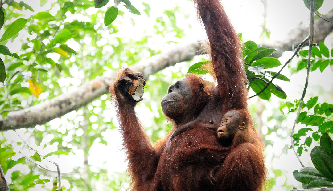 Image of Borneo: Into the Jungle