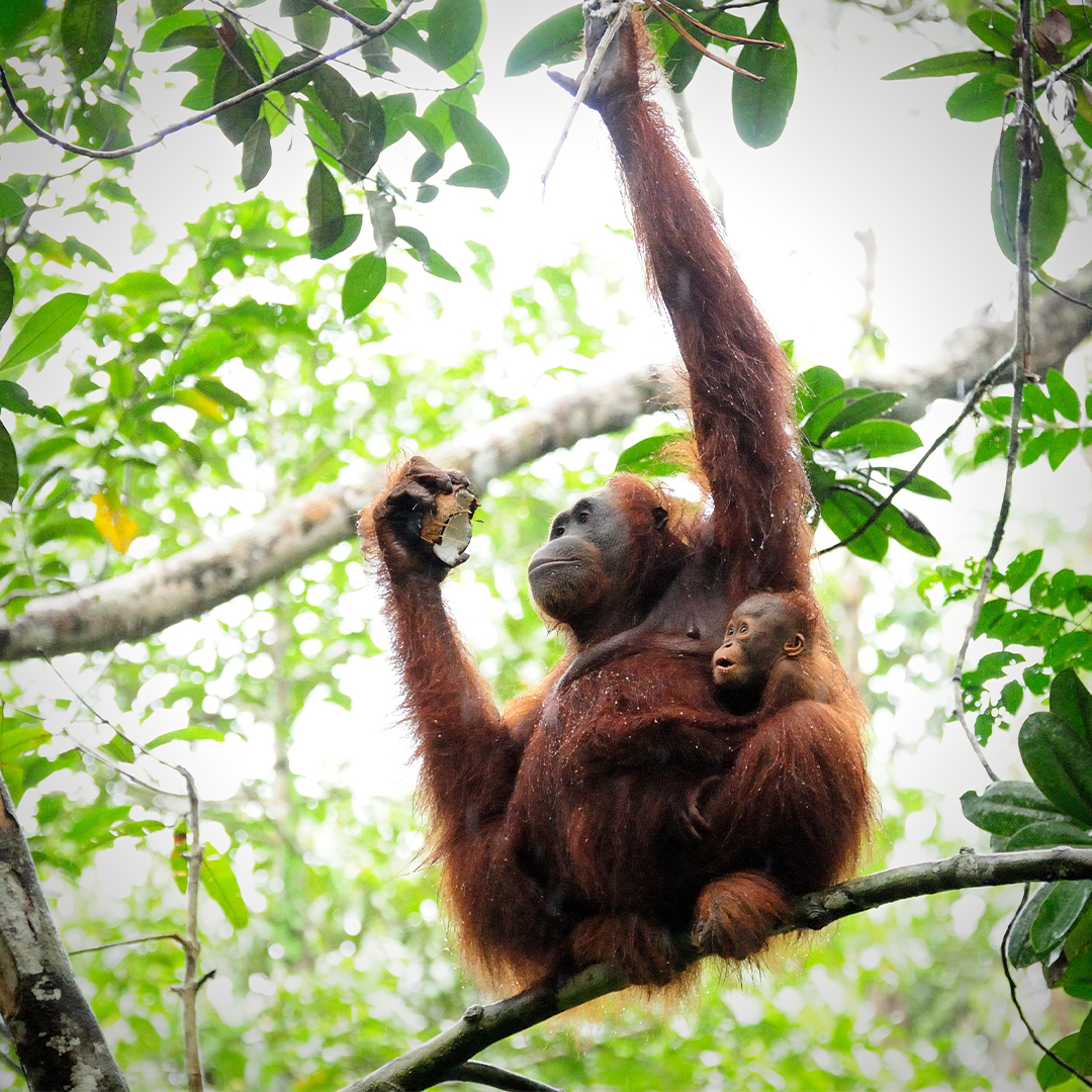 Borneo: Into The Jungle